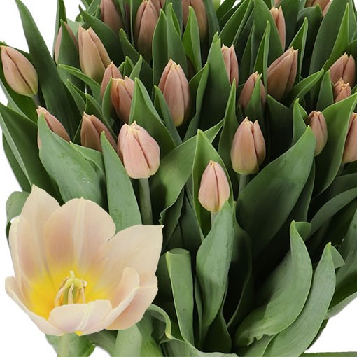 Tulips Apricot Copex