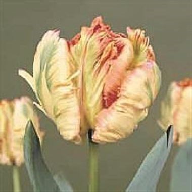 Tulips Apricot Parrot