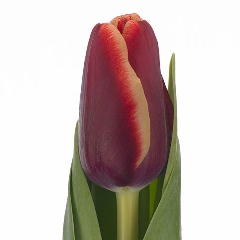 Tulips Armani