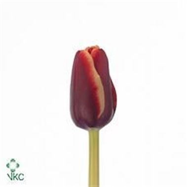 Tulips Armani