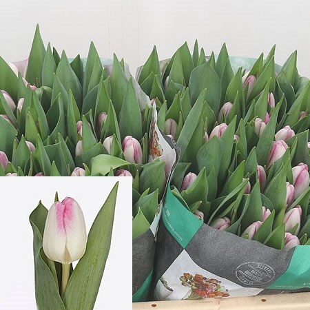 Tulips Athena