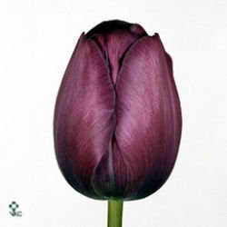 Tulips Attila