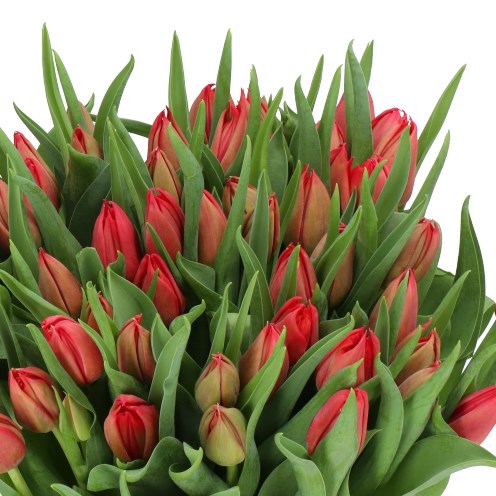 Tulips Barboleta