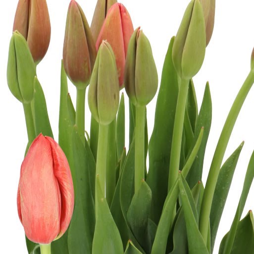 Tulips - French Beaumes de Venise