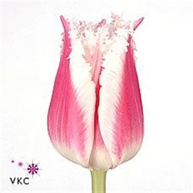Tulips Bell Song