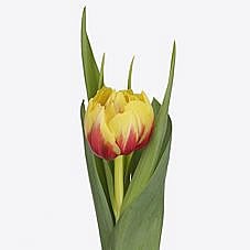 Tulips Belo Horizonte