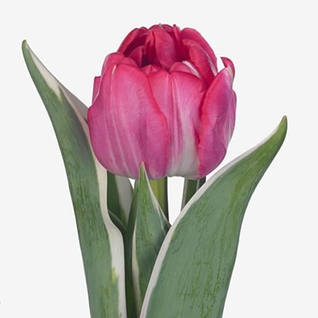 Tulips Beth Hart