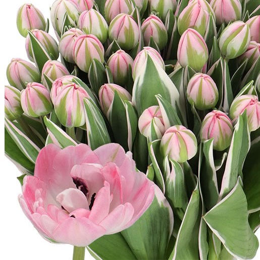 TULIPS BETH HART