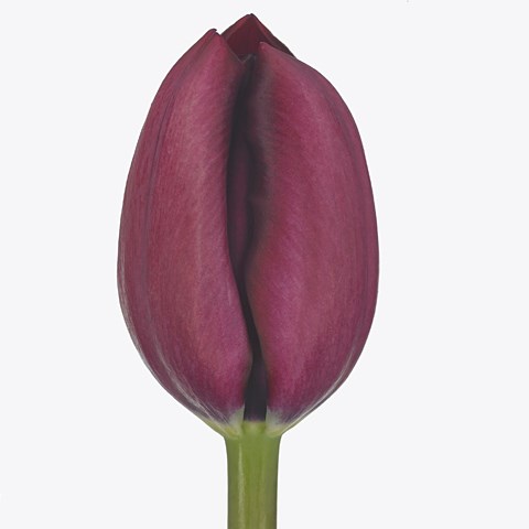 Tulips Bigi Brasa