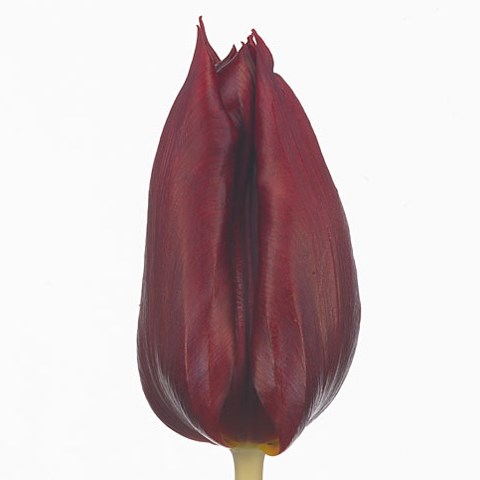 Tulips Bloody Mary
