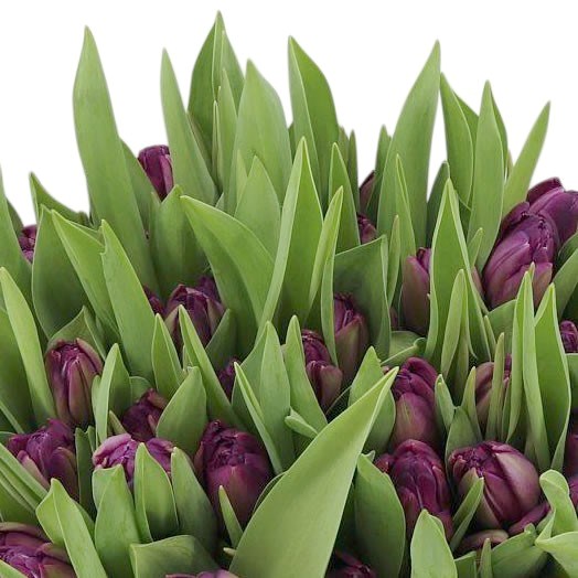 Tulips Blue Diamond