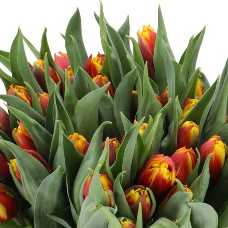Tulips Bob Marley