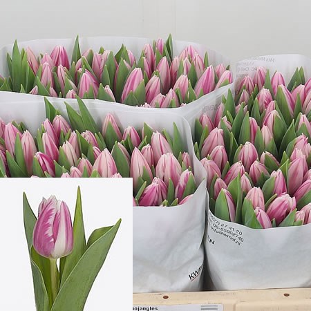 Tulips Bojangles