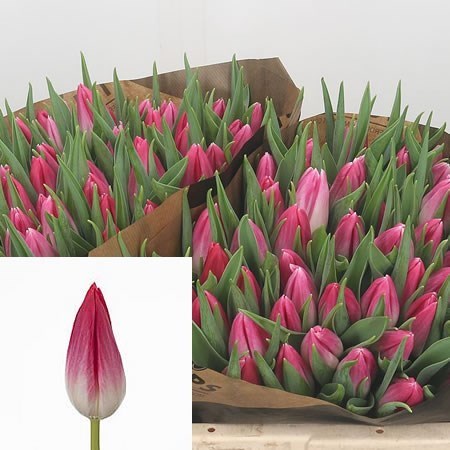Tulips Bolroyal Pink