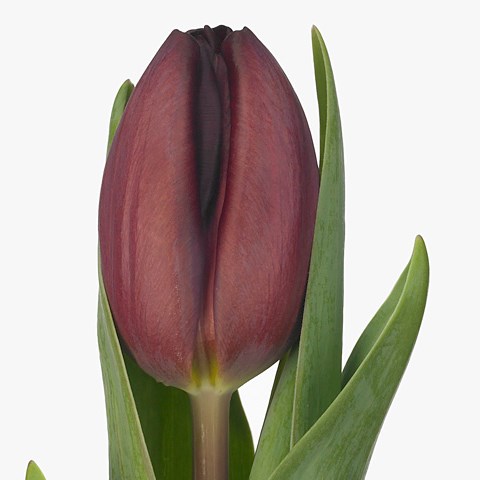 Tulips Bracha