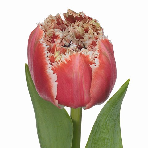 Tulips Brest