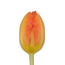Tulips Bright Side