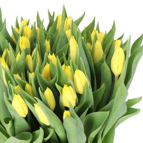 Tulips Bright Sun