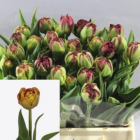 Tulips Brownie