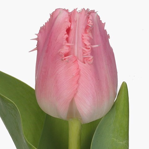 Tulips Cacharel