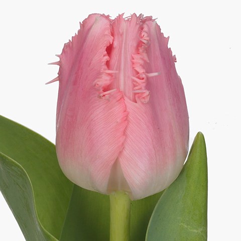 Tulips Cacharel