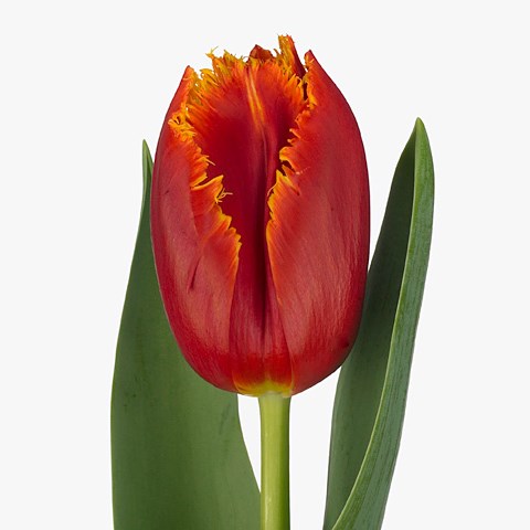 Tulips Caecilia