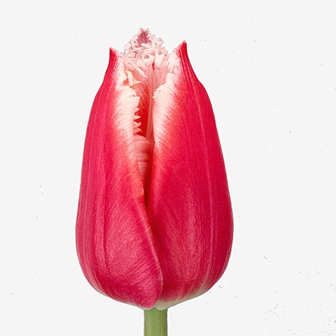 Tulips Canasta