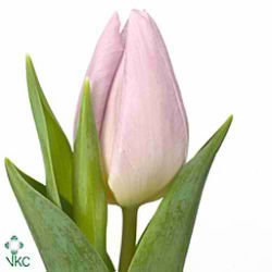 Tulips Candy Prince