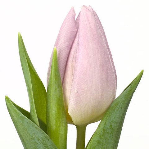 Tulips Candy Prince