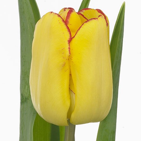 Tulips Cape Town