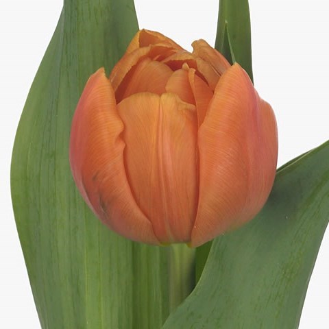 Tulips Caracas