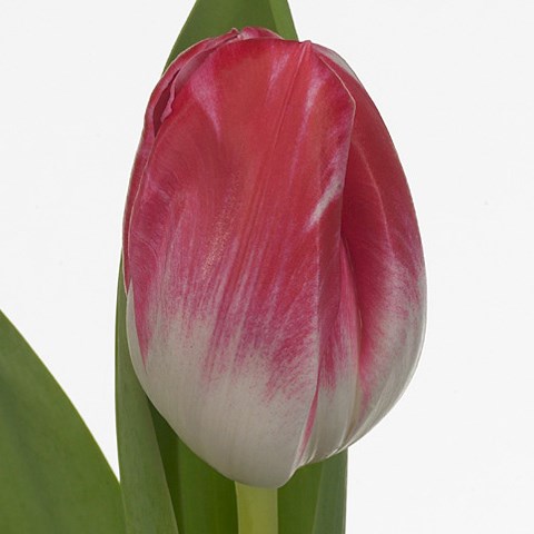 Tulips Caramba