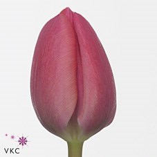Tulips Carola