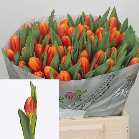 Tulips Carpe Diem