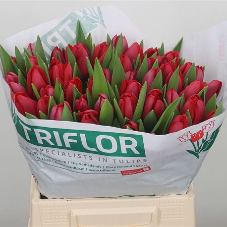 Tulips Carpentras
