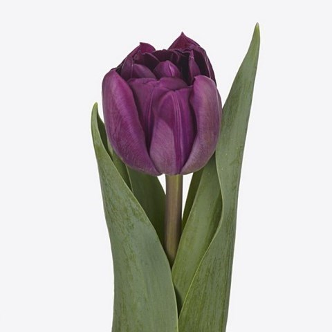 Tulips Cassandra