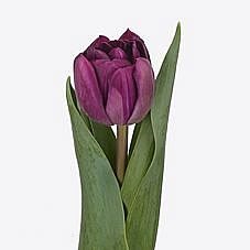 Tulips Cassandra