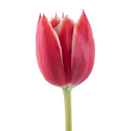Tulips Championship