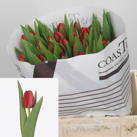 Tulips Charming Princess