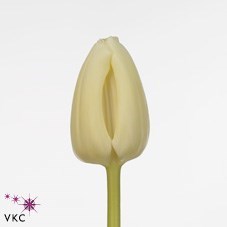 Tulips Cheers