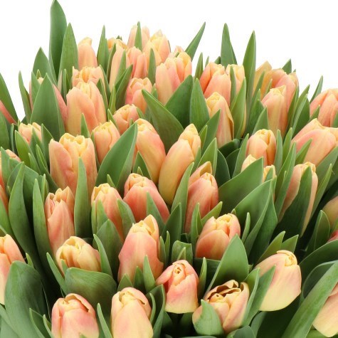 Tulips Chica Dura