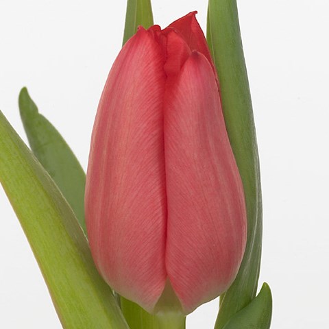 Tulips Christmas Carol