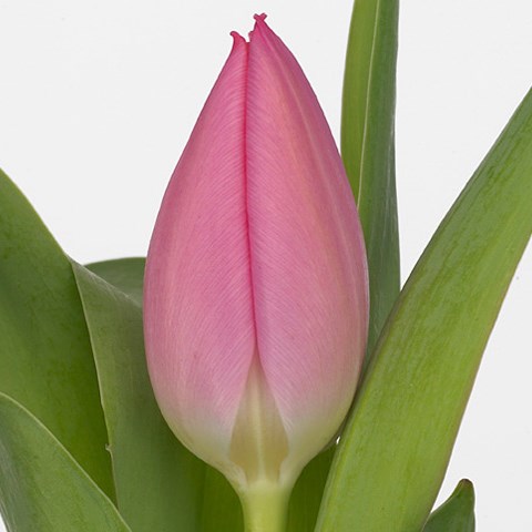 Tulips Christmas Dream