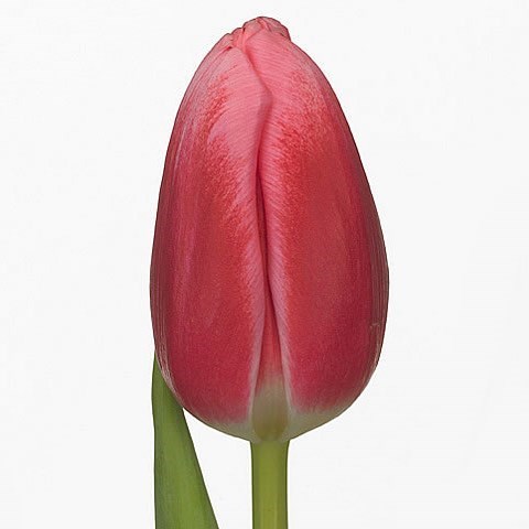 Tulips Circuit