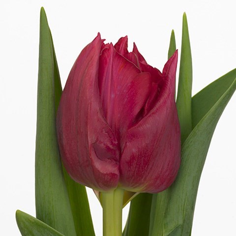 Tulips Cognac