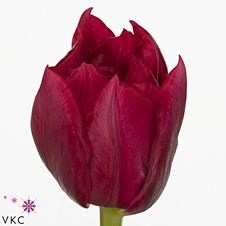 Tulips Cognac