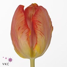 Tulips Comet (Parrot)
