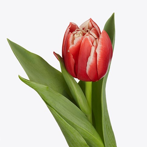 Tulips Concorde