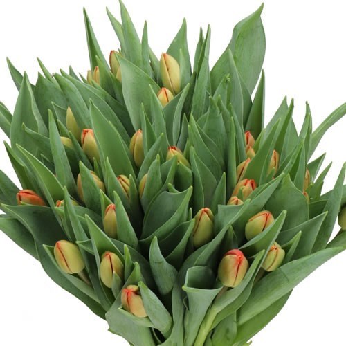 Tulips Coral Sunset