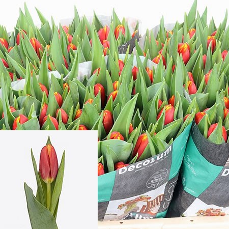 Tulips Countdown